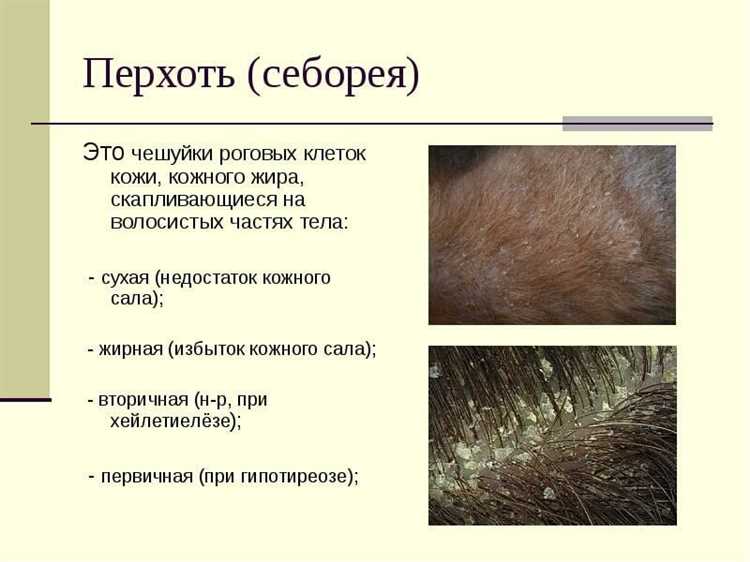Галла как активное вещество в масках от перхоти